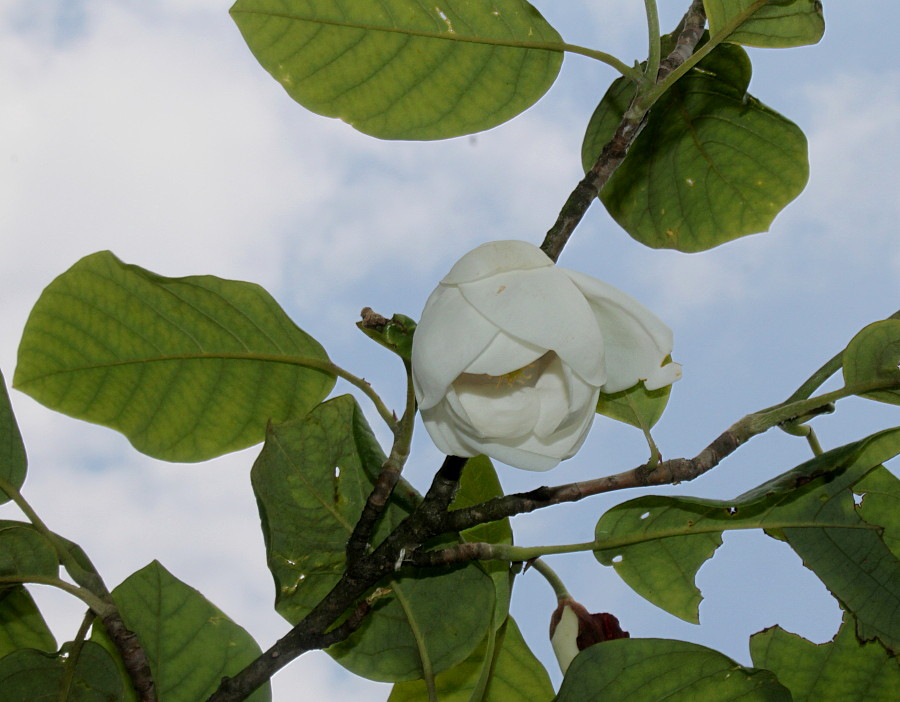 Image of Magnolia sieboldii specimen.