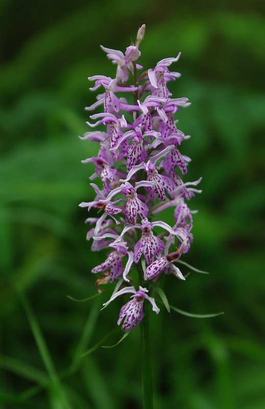 Image of Dactylorhiza fuchsii specimen.