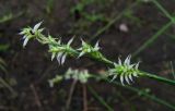 Carex canescens. Соплодие с поражёнными(?) мешочками. Архангельская обл., Холмогорский р-н, окр. пос. Усть-Пинега, лесная дорога. 10.07.2014.