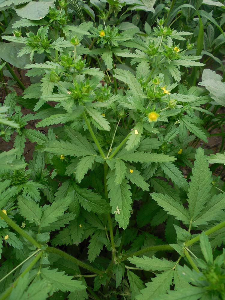 Image of Potentilla norvegica specimen.