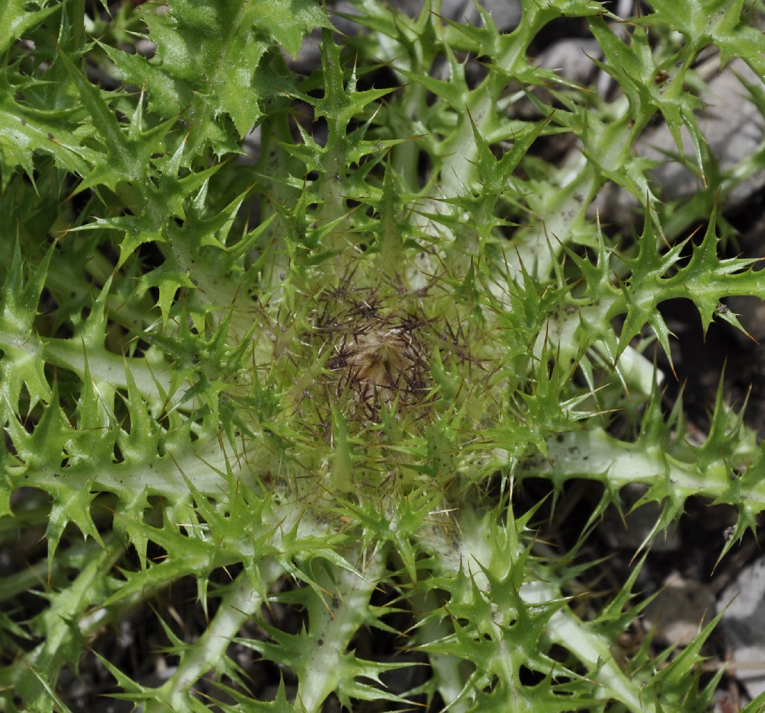 Image of Carlina acaulis ssp. caulescens specimen.