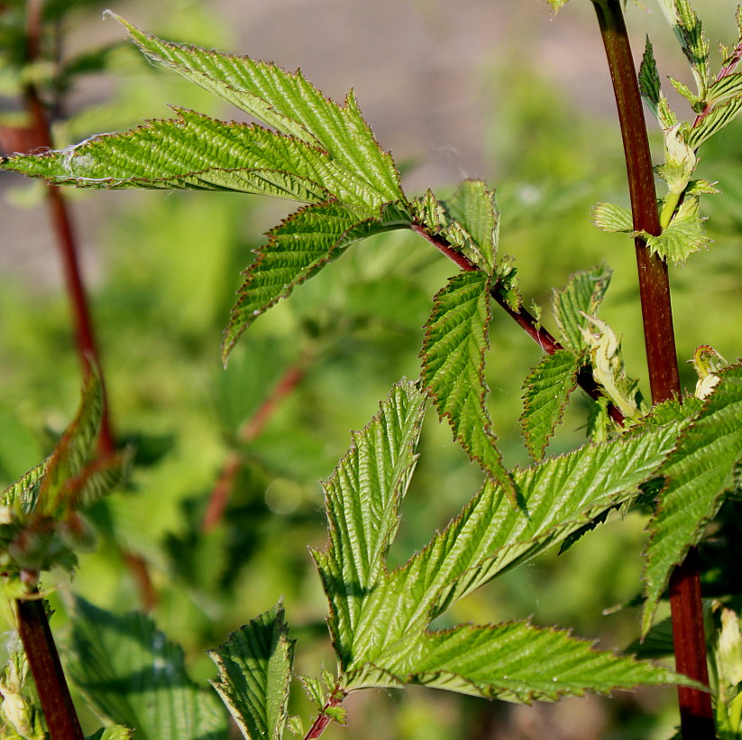 Image of Filipendula ulmaria ssp. denudata specimen.