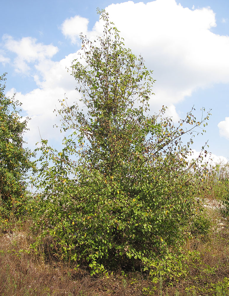 Image of Pyrus caucasica specimen.