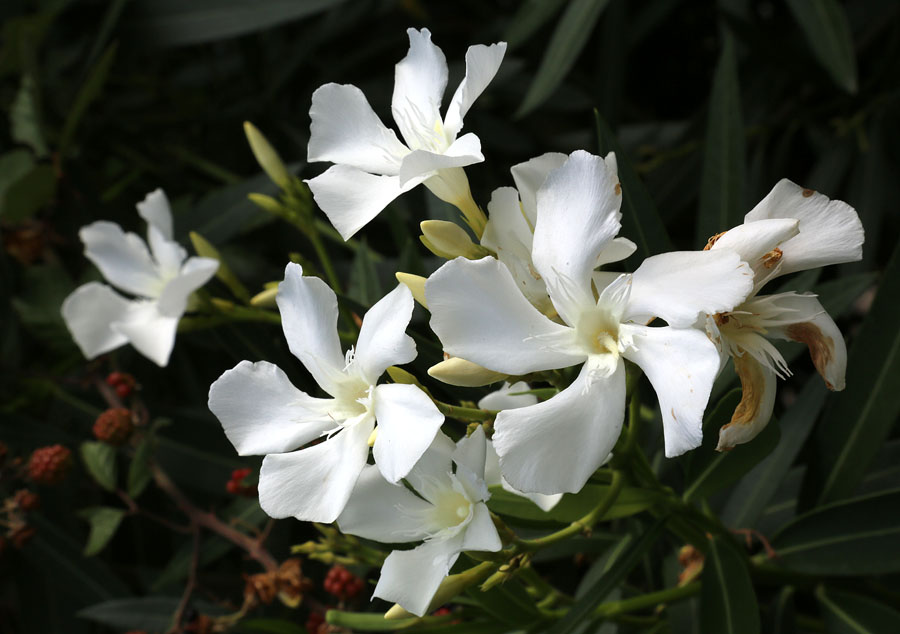 Изображение особи Nerium oleander.