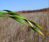 Allium senescens. Прикорневые листья. Амурская обл., в ~40 км севернее Благовещенска, понижение перед холмом. 01.10.2014.