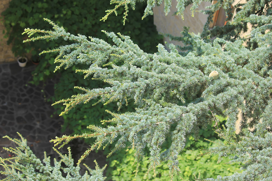 Image of Cedrus libani specimen.