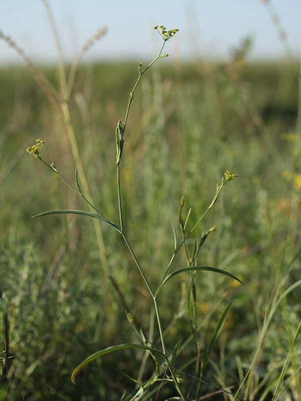 Image of Bupleurum falcatum specimen.