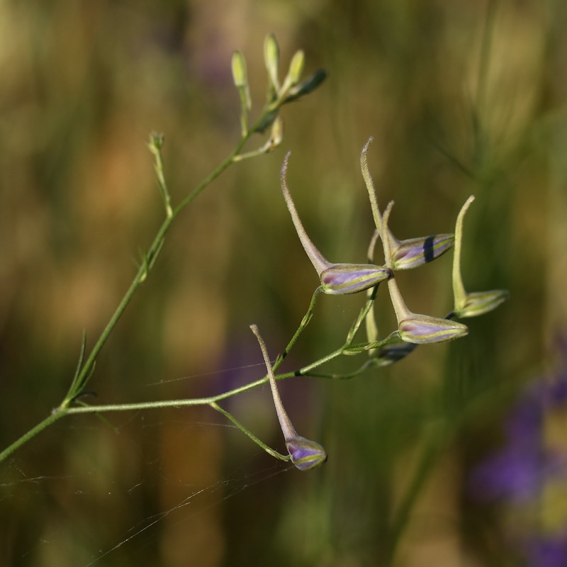 Image of Delphinium consolida specimen.