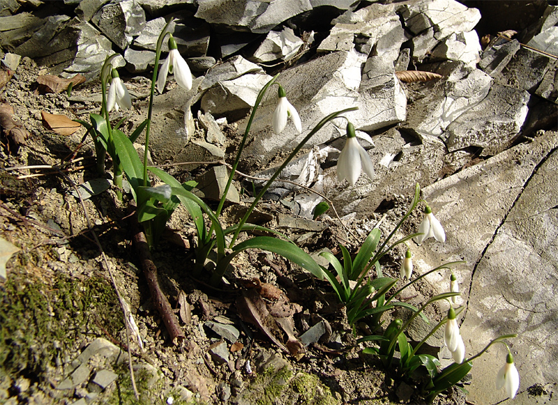 Изображение особи Galanthus woronowii.