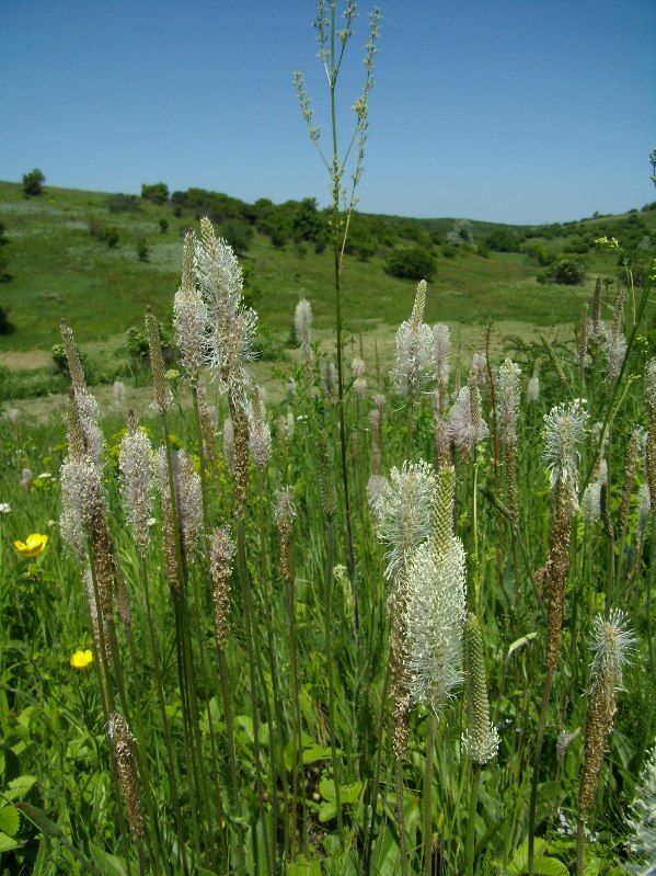 Image of Plantago media specimen.