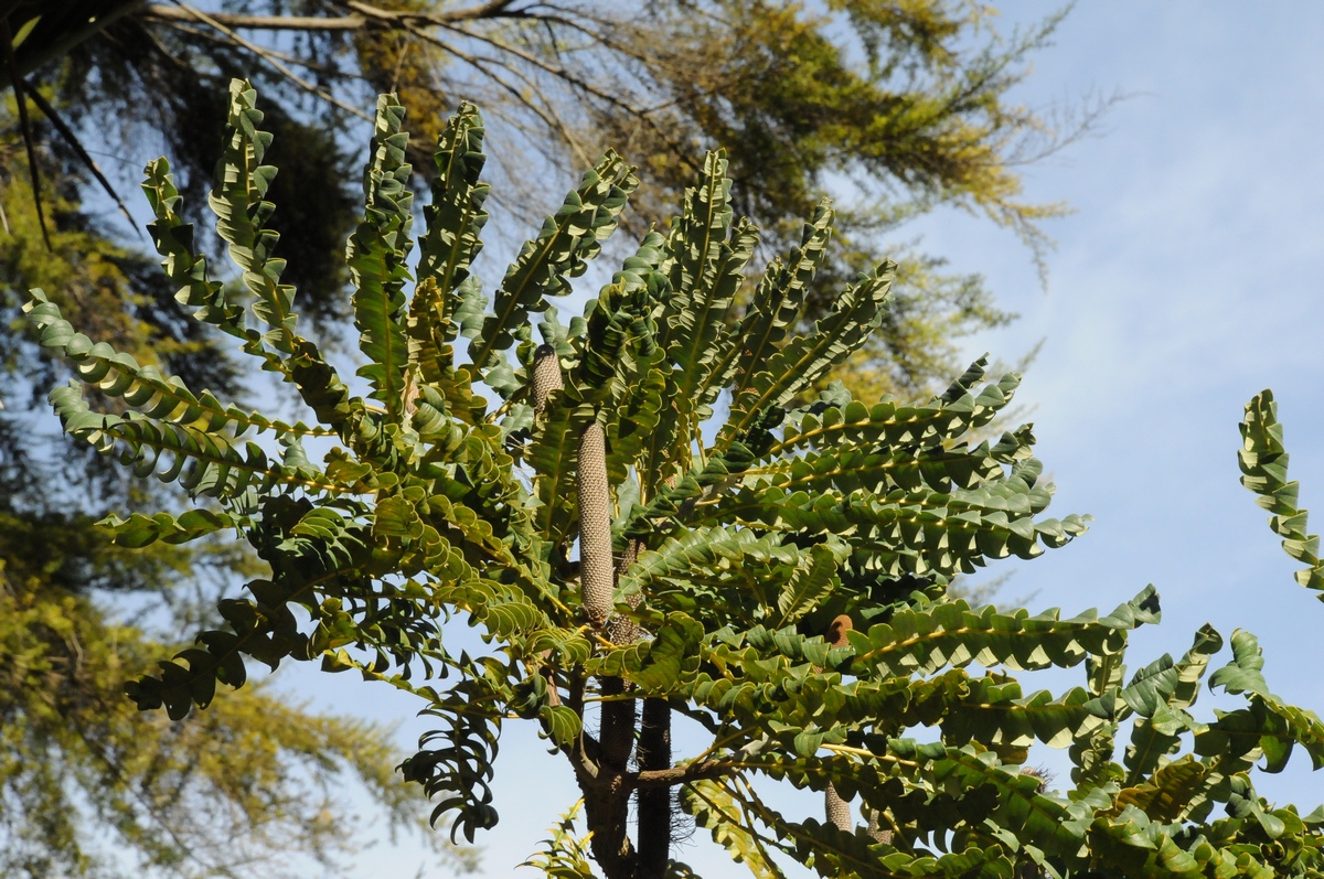 Image of Banksia grandis specimen.