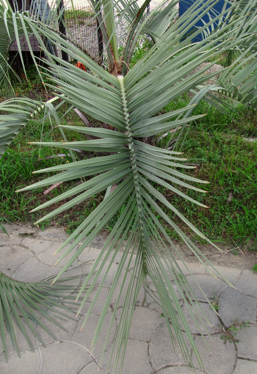 Изображение особи Butia capitata.