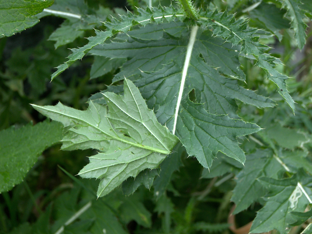 Image of Carduus adpressus specimen.