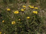 Inula hirta. Цветущее растение. Башкирия, Ишимбайский р-н, гора Тратау. 08.06.2009.