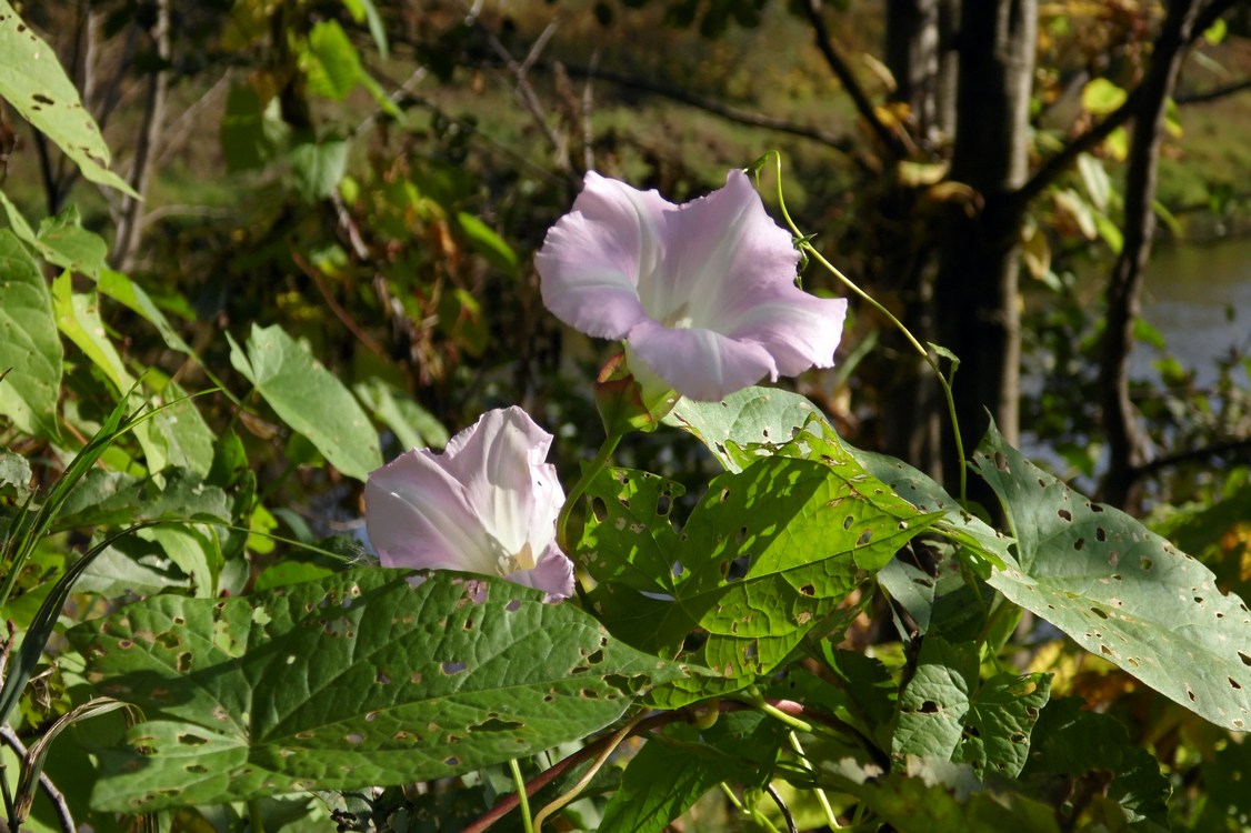 Изображение особи Calystegia spectabilis.