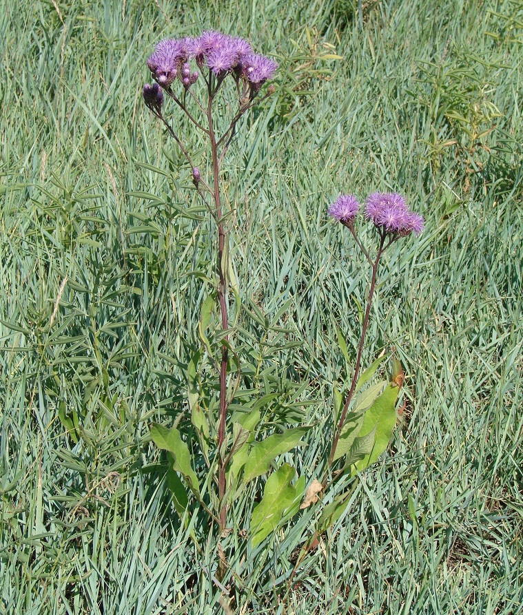 Изображение особи Saussurea amara.