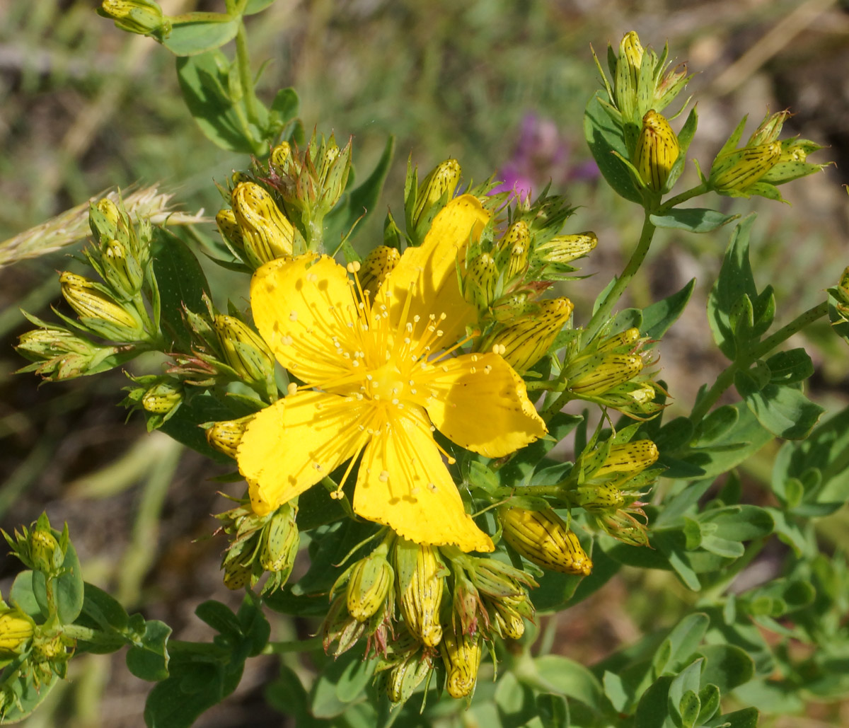 Image of Hypericum perforatum specimen.