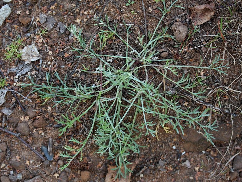 Изображение особи Artemisia campestris.