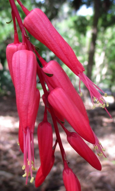 Image of Quassia amara specimen.