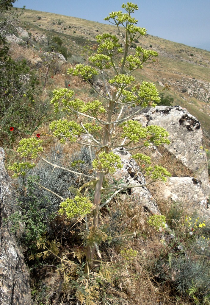 Image of Ferula galbaniflua specimen.