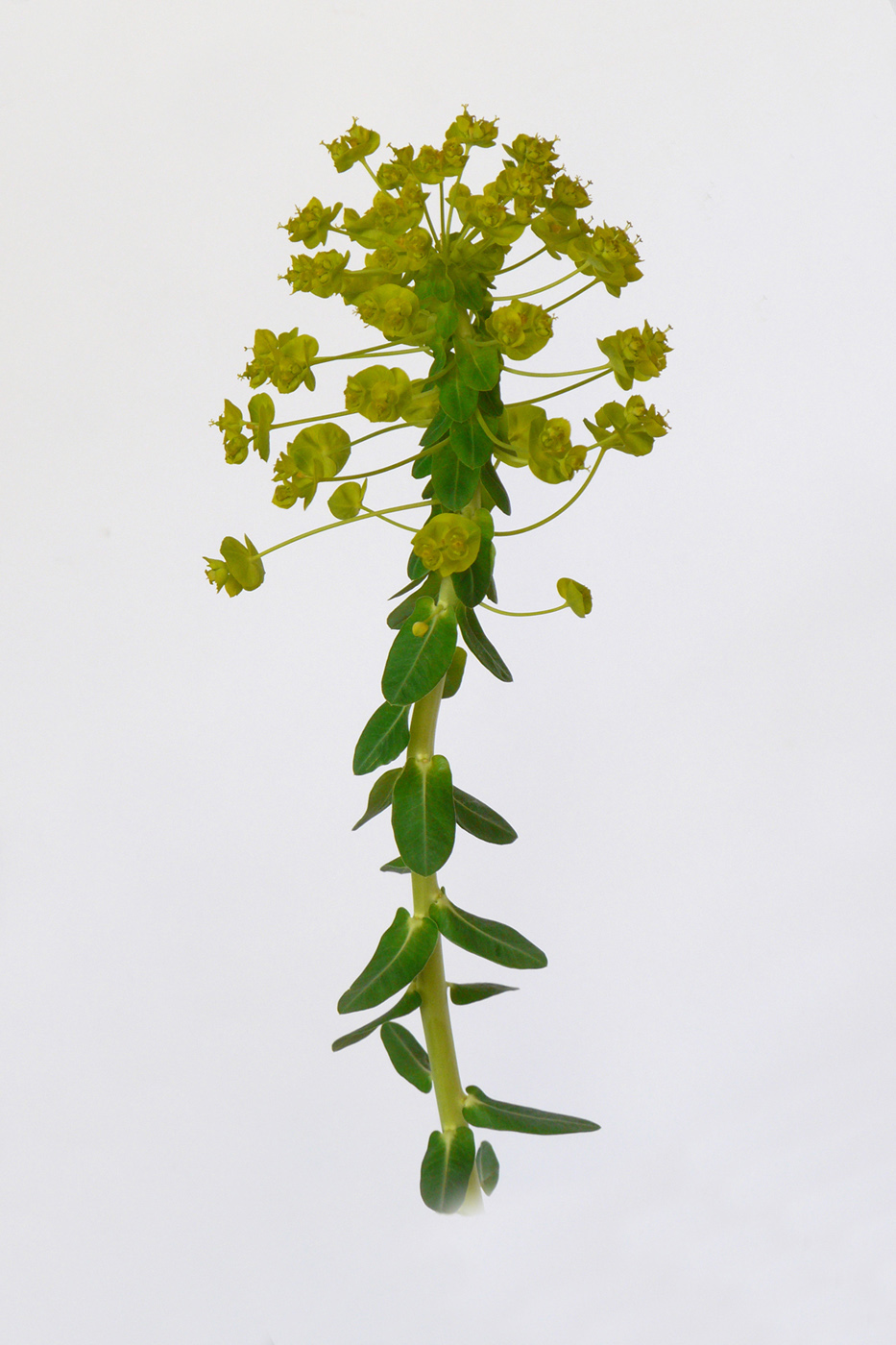 Image of Euphorbia agraria specimen.