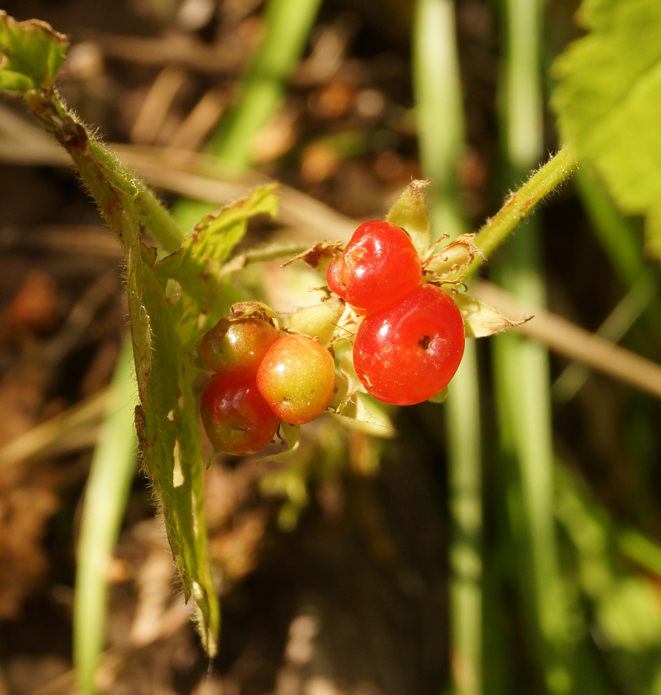 Image of Rubus saxatilis specimen.