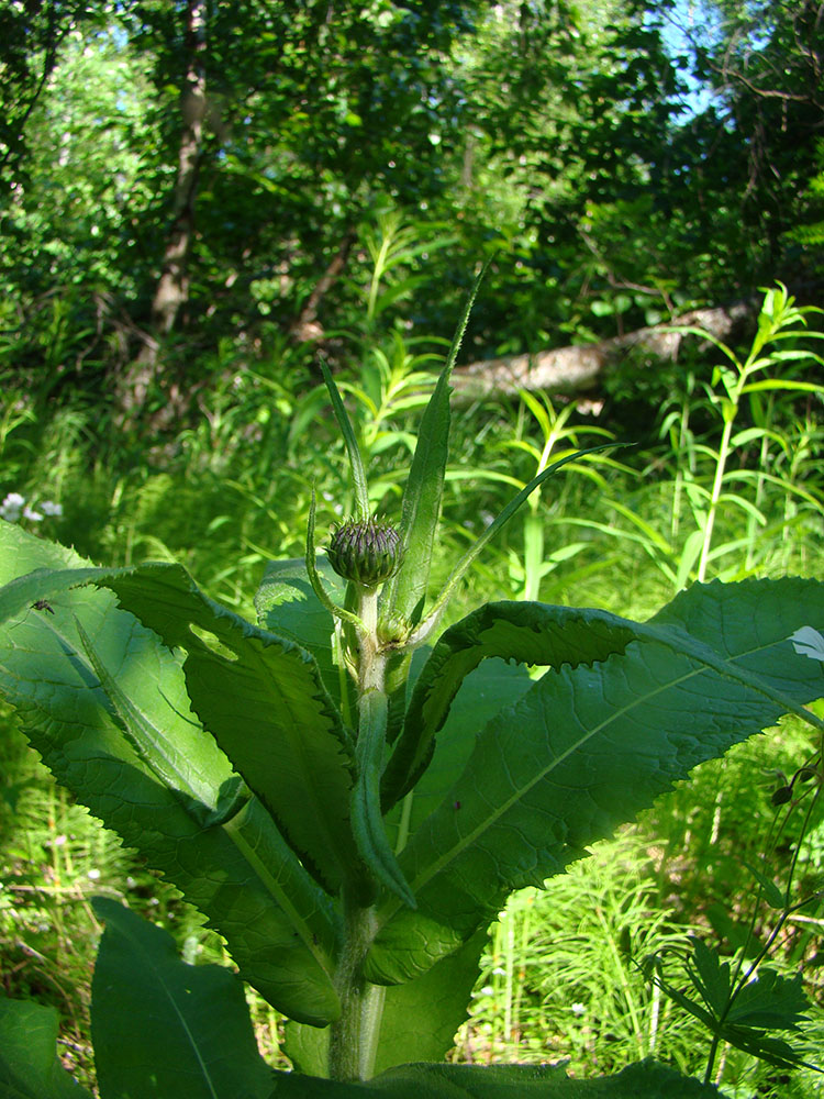 Image of Cirsium helenioides specimen.