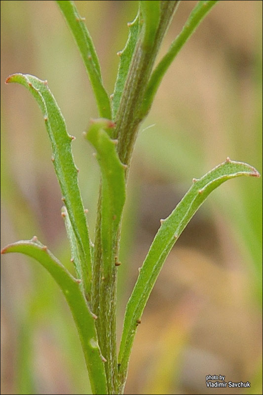 Image of Erysimum repandum specimen.