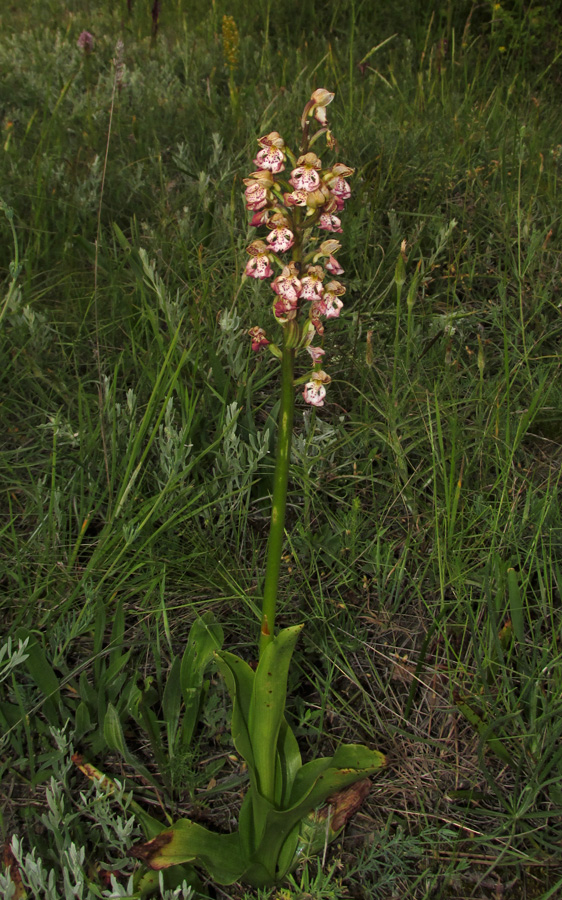 Image of Orchis &times; wulffiana specimen.