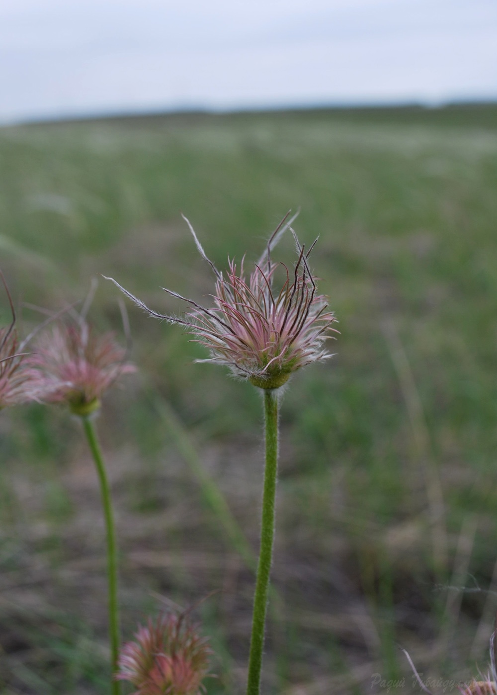 Image of Pulsatilla patens specimen.