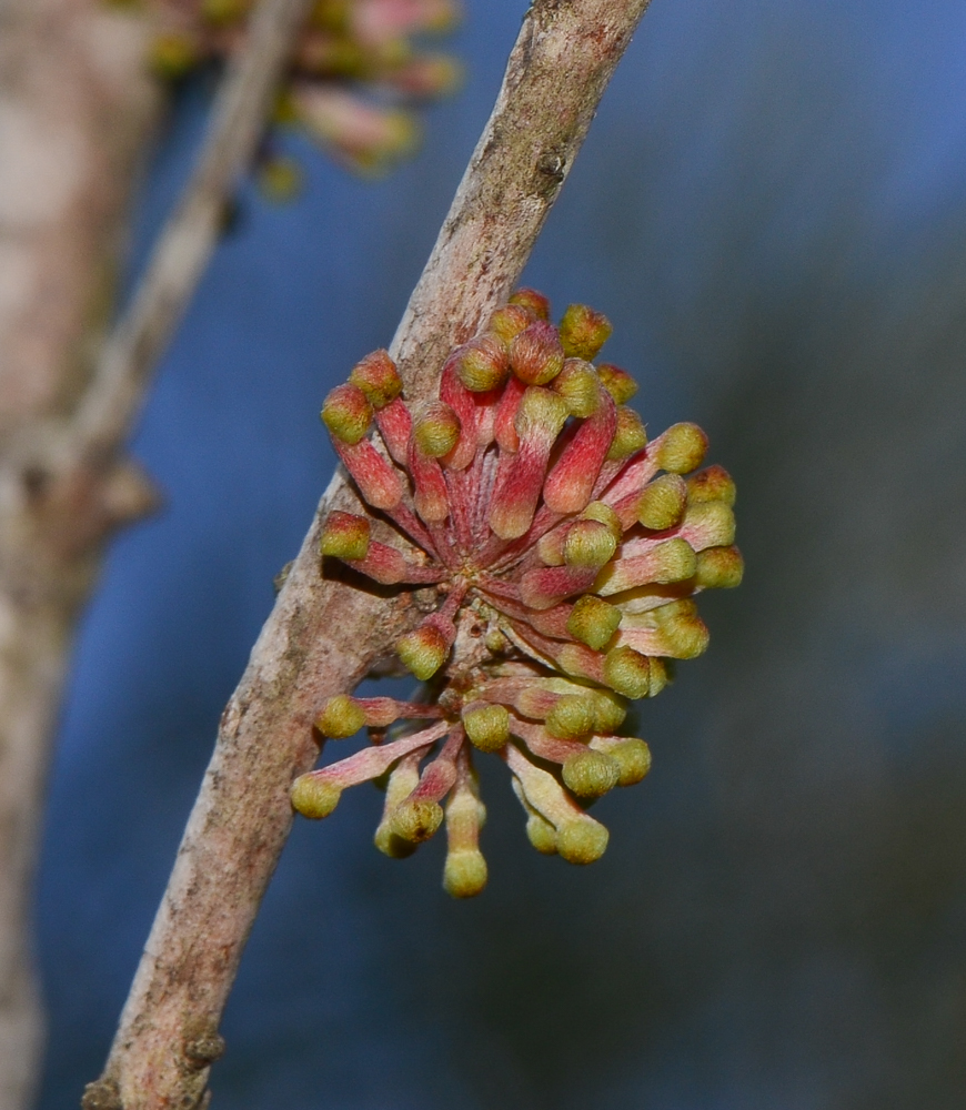 Изображение особи Hakea orthorrhyncha.