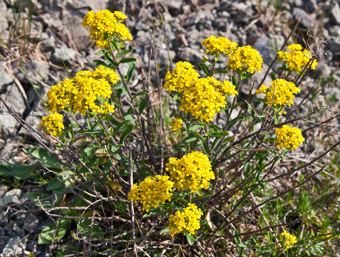 Изображение особи Odontarrhena muralis.