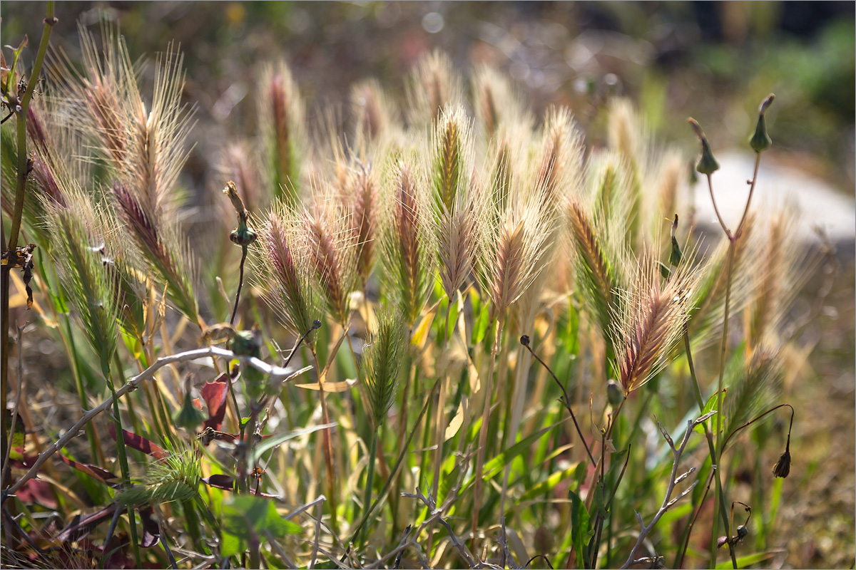 Image of Hordeum murinum specimen.