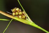 Luzula pallescens. Соплодие. Приморский край, окр. г. Находка, в дубовом лесу. 19.06.2016.