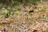 Polygala amarella. Цветущее растение. Псковская обл., Печорский р-н, восточный склон Изборско-Мальской долины близ южной оконечности Мальского озера, молодой сосняк по гари на карболитозёме. 29.05.2016.