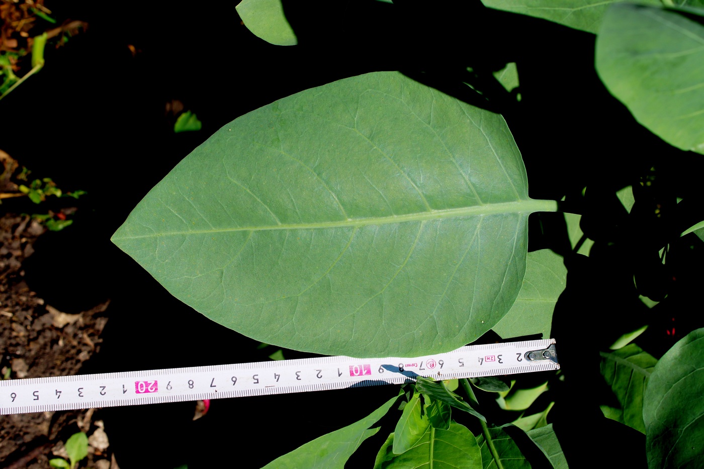 Image of Nicotiana glauca specimen.