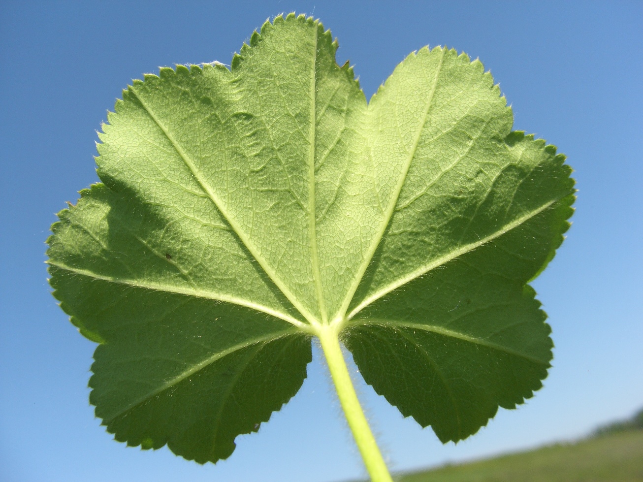 Image of genus Alchemilla specimen.