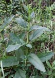 Scrophularia umbrosa. Зацветающее растение. Италия, г. Рим, о. Тиберина, сорно-травяной луг. 07.04.2016.