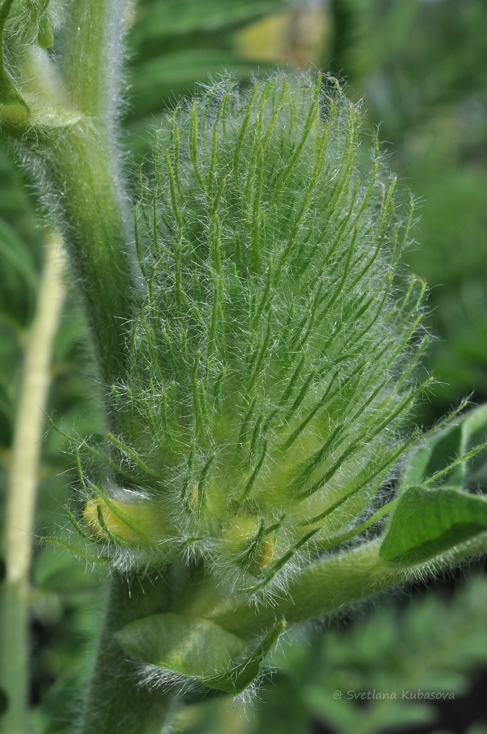 Image of Astragalus alopecurus specimen.