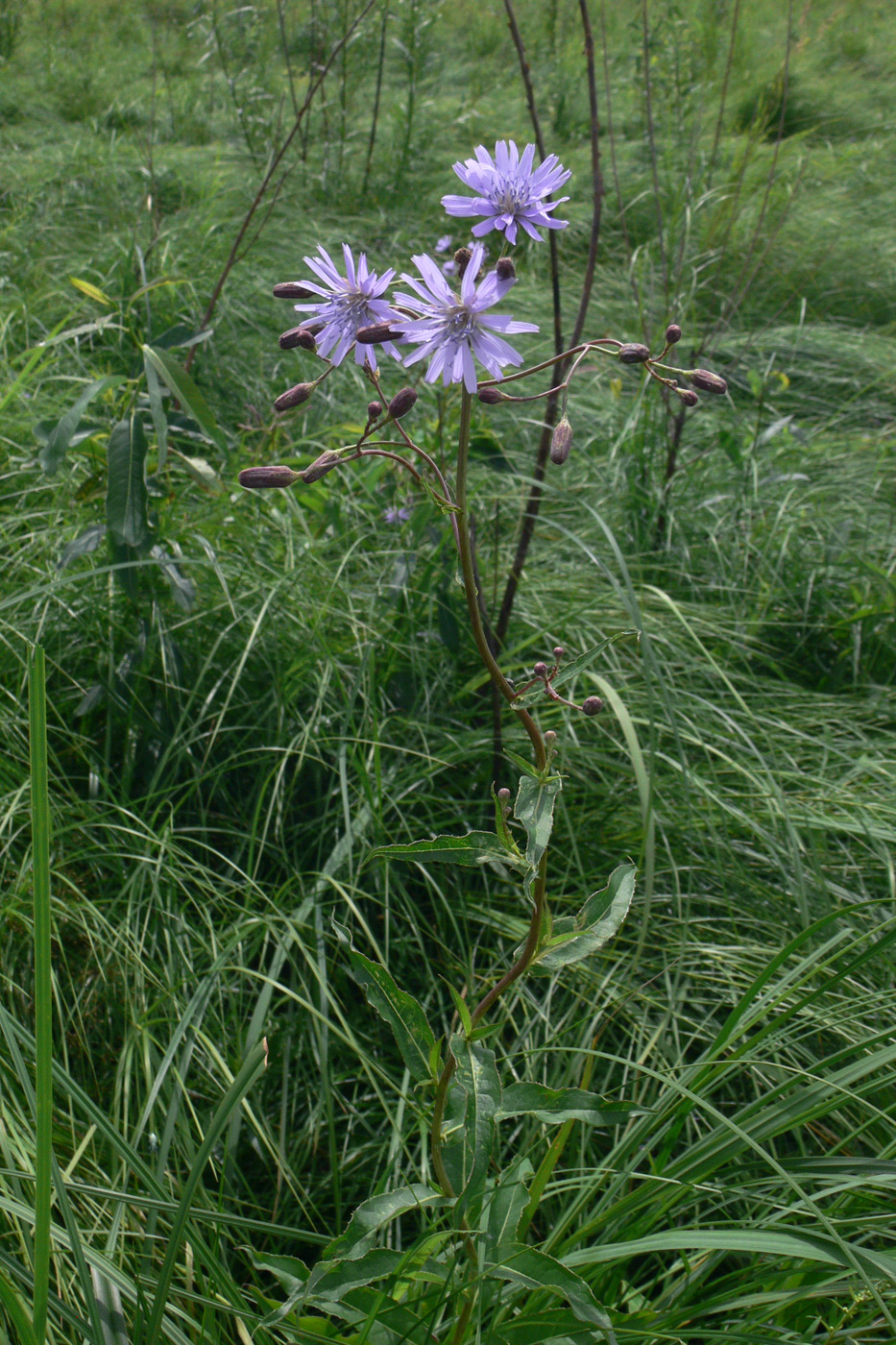 Image of Lactuca sibirica specimen.