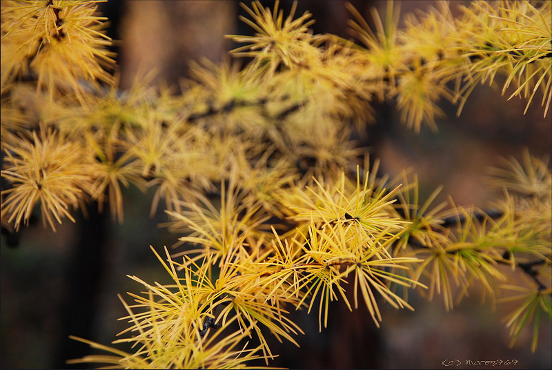 Изображение особи Larix cajanderi.