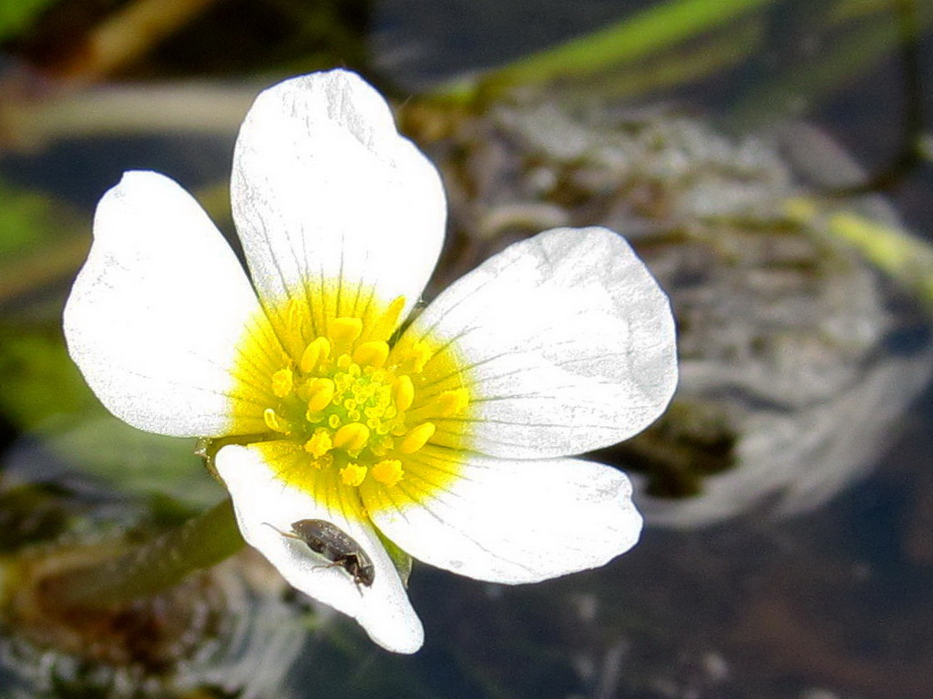 Изображение особи Ranunculus trichophyllus.