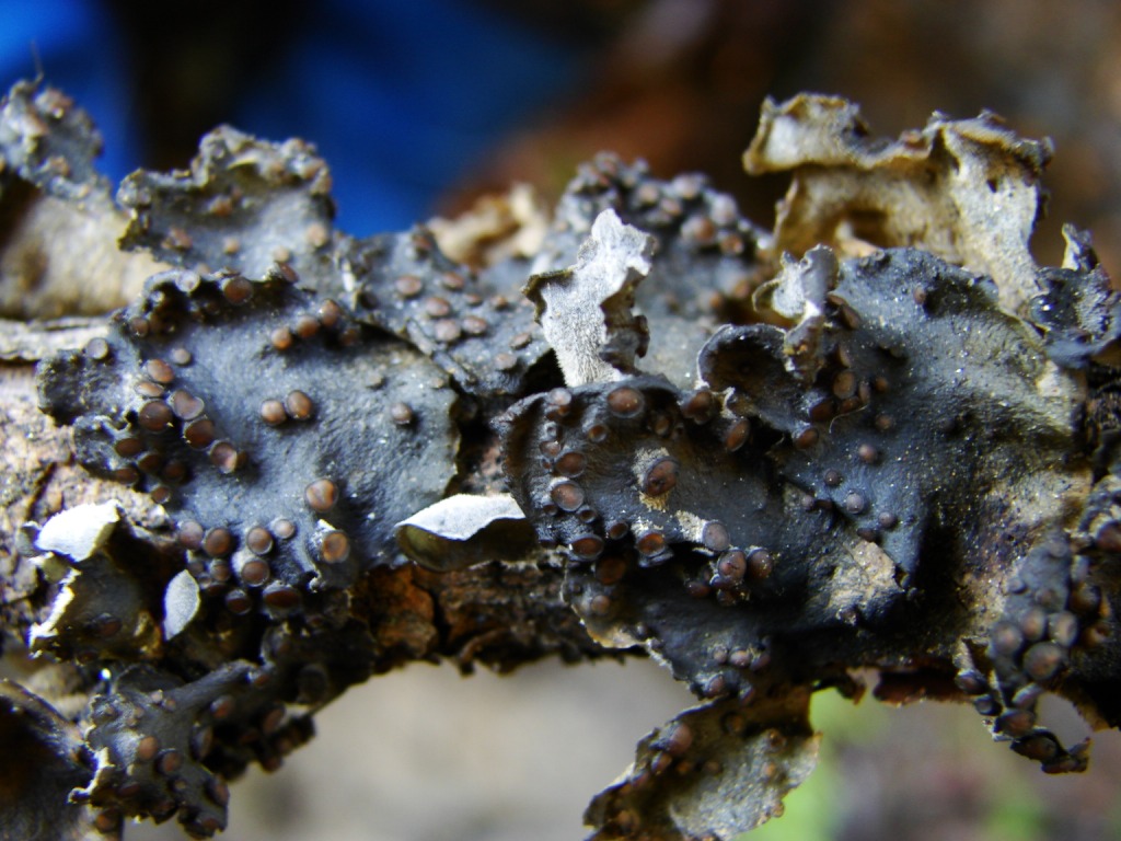 Image of Leptogium hildenbrandii specimen.