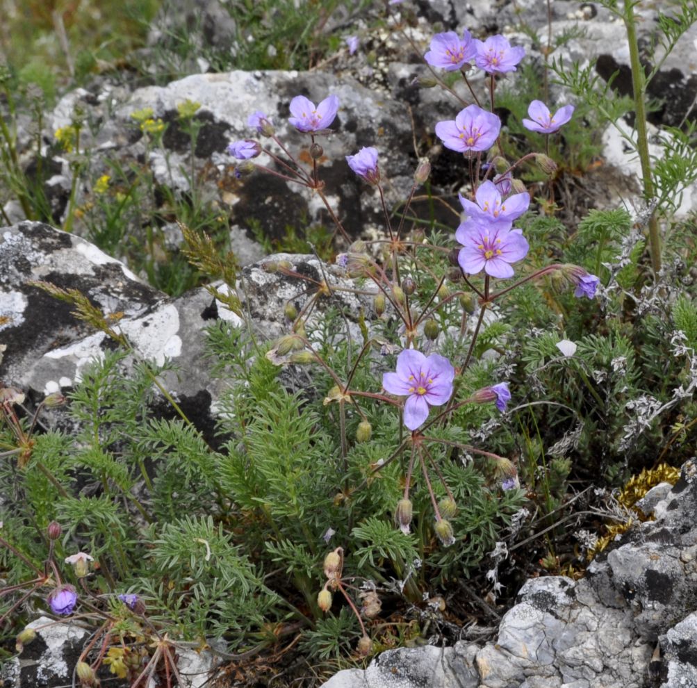 Image of Erodium absinthoides specimen.