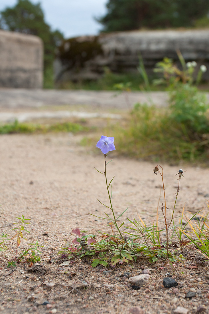 Image of Campanula rotundifolia specimen.