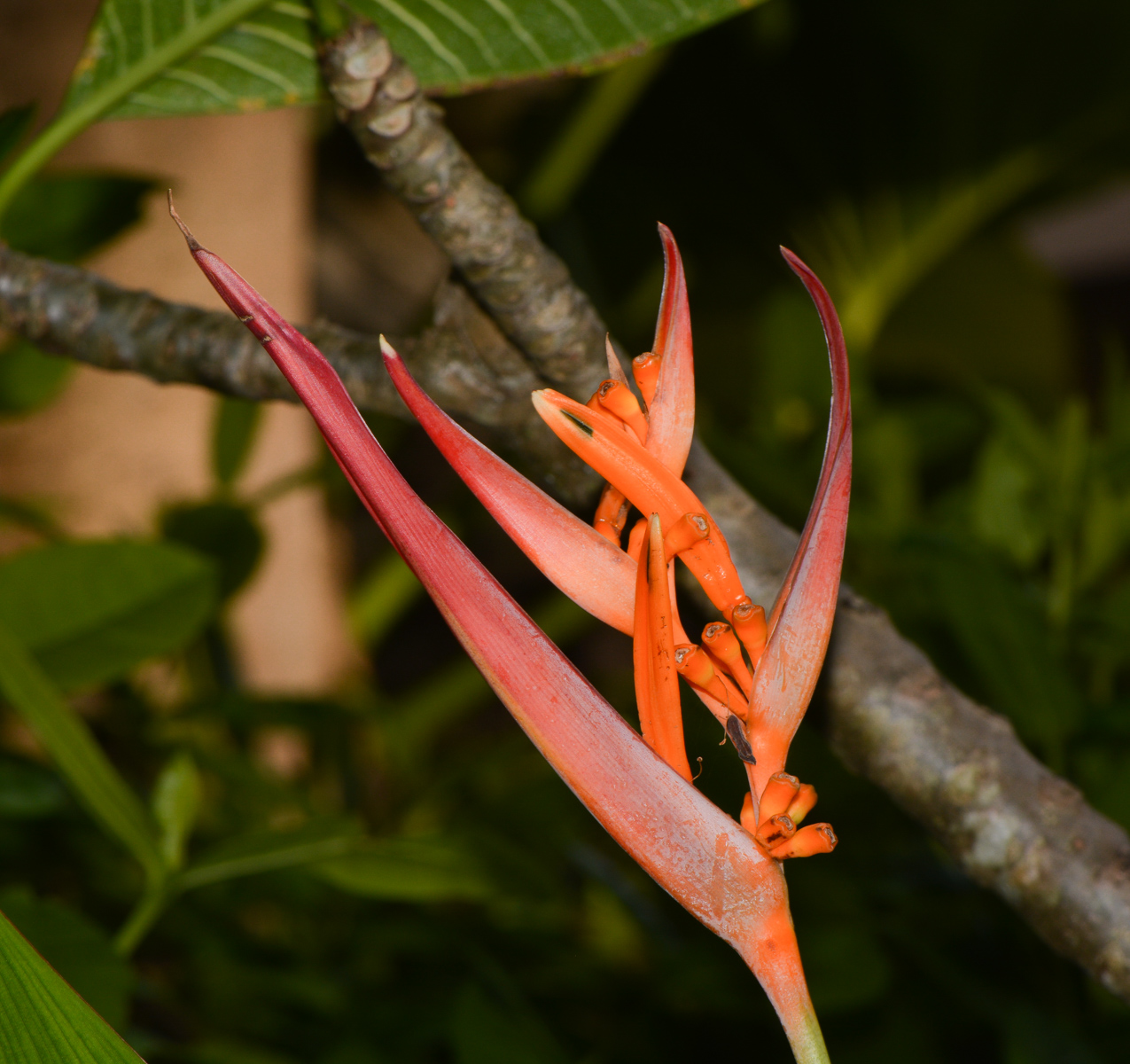 Image of Heliconia psittacorum specimen.