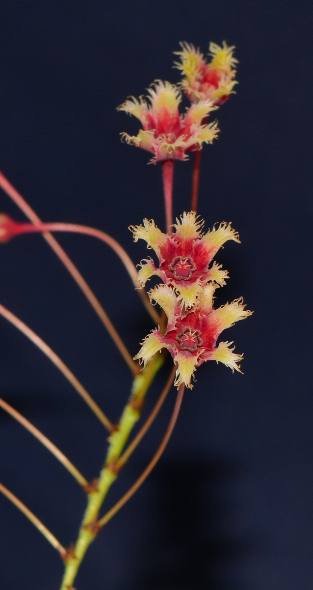 Изображение особи Phyllanthus pulcher.