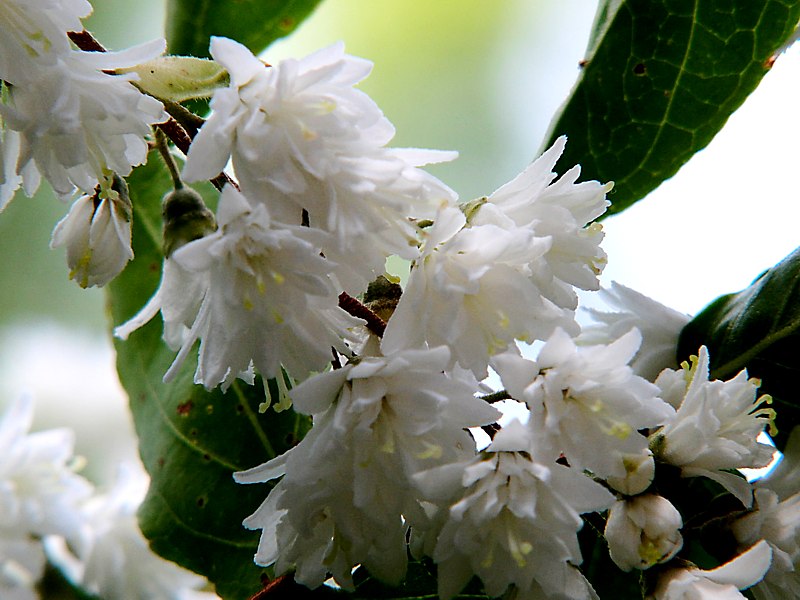 Image of Deutzia &times; magnifica specimen.