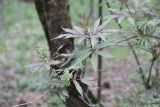 View full-size image Sambucus racemosa
