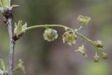 Ribes spicatum